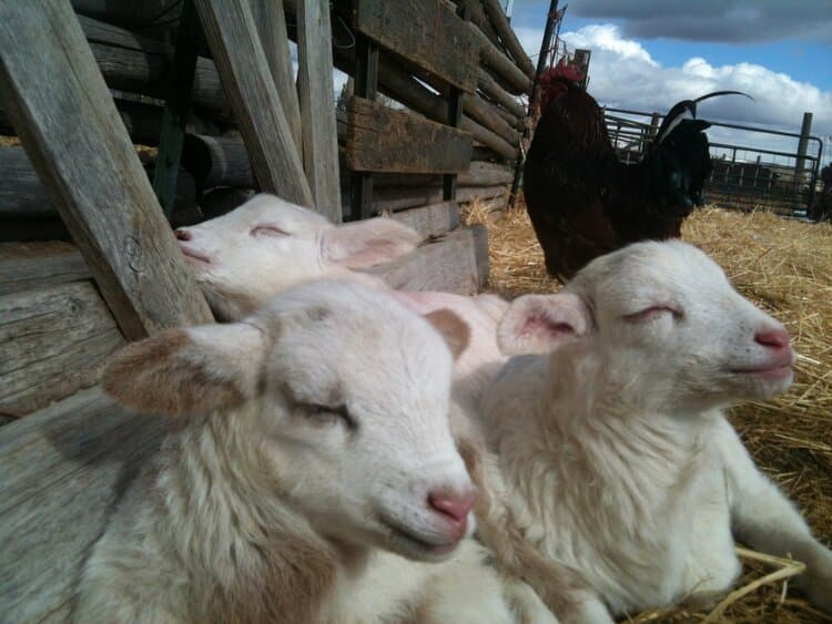 Photo of the sheep sleeping