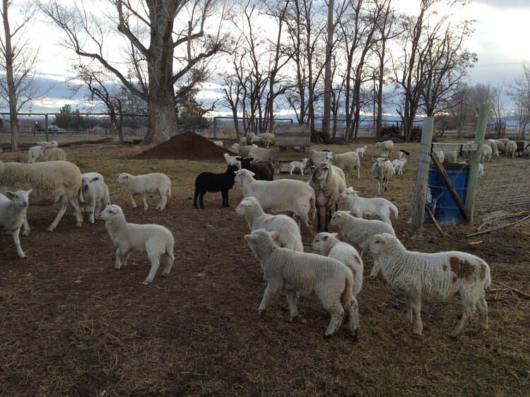 Photo of a sheep flock